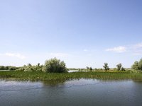 RO, Tulcea, Donau Delta 7, Saxifraga-Bart Vastenhouw