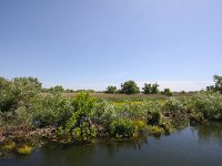 RO, Tulcea, Donau Delta 8, Saxifraga-Bart Vastenhouw