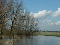 NL, Gelderland, Culemborg, Beusichemse Waard 1, Saxifraga-Marijke Verhagen