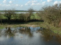 NL, Gelderland, Culemborg, Redichemse Waard 5, Saxifraga-Jan van der Straaten