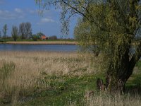 NL, Gelderland, Zaltbommel, Breemwaard 12, Saxifraga-Hans Boll