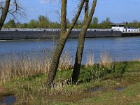 NL, Gelderland, Zaltbommel, Breemwaard 18, Saxifraga-Hans Boll