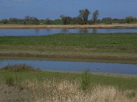 NL, Gelderland, Zaltbommel, Breemwaard 24, Saxifraga-Hans Boll