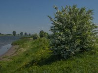 NL, Noord-Brabant, 's-Hertogenbosch, De Koornwaard 72, Saxifraga-Jan van der Straaten