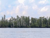 NL, Noord-Brabant, Altena, Brabantse Biesbosch 1, Saxifraga-Bart Vastenhouw