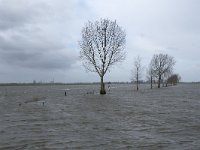 NL, Noord-Brabant, Waalwijk, Bergsche Maas 1, Saxifraga-Willem van Kruijsbergen