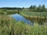 NL, Overijssel, Ommen, Overijsselse Vecht near Vilsteren 1, Saxifraga-Tom Heijnen