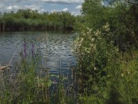 NL, Noord-Brabant, Altena, Aakvlaai 19, Saxifraga-Jan van der Straaten