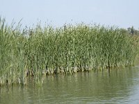 NL, Zuid-Holland, Dordrecht, Doode Kikvorschkil 13, Saxifraga-Willem van Kruijsbergen