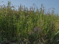 NL, Zuid-Holland, Dordrecht, Moldiep 1, Saxifraga-Jan van der Straaten