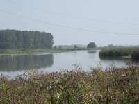 NL, Zuid-Holland, Dordrecht, Polder Kort- en Lang Ambacht 13, Saxifraga-Willem van Kruijsbergen