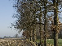 B, Antwerpen, Merksplas, Koekhoven 4, Saxifraga-Willem van Kruijsbergen