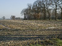 B, Antwerpen, Merksplas, Koekhoven 6, Saxifraga-Willem van Kruijsbergen