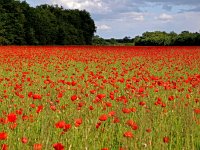 F, Charente-Maritime, Dampierre-sur-Boutonne 6, Saxifraga-Hans Dekker