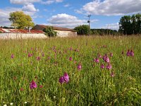 F, Charente-Maritime, Dampierre-sur-Boutonne 7, Saxifraga-Hans Dekker