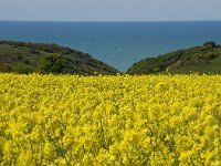 F, Seine-Maritime, Etretat, la Place 2, Saxifraga-Willem van Kruijsbergen