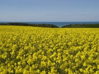 F, Seine-Maritime, Etretat, la Place 3, Saxifraga-Willem van Kruijsbergen