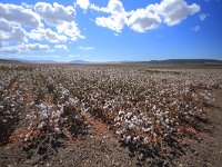 E, Cadiz, Benalup-Casas Viejas, La Janda 4, cotton, Saxifraga-Dirk Hilbers