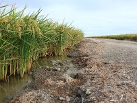 E, Cadiz, Dos Hermanas, Brazo del Este 2, rice field, Saxifraga-Dirk Hilbers