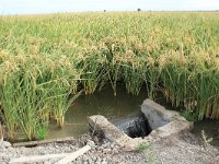 E, Cadiz, Dos Hermanas, Brazo del Este 3, rice field, Saxifraga-Dirk Hilbers