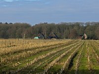 NL, Drenthe, Dwingeloo, Noordenveld 1, Saxifraga-Hans Dekker