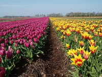 NL, Drenthe, Midden-Drenthe, Bruntinge 1, Saxifraga-Hans Dekker