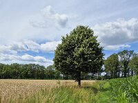 Typical rural landscape of eastern part of Dutch province Gelderland  Typical rural landscape of eastern part of Dutch province Gelderland : Winterswijk, Achterhoek Gelderland, Netherlands, Dutch, Holland, nature, natural, farm, farmland, grass, grassy, field, tree, trees, rural landscape, landscape, rural scene, non-urban landscape, non-urban scene, outside, outdoor, outdoors, no people, nobody, summer, summertime, cloud, clouds, cloudy, sky, skyscape, blue, cornfield, whaetfield, corn, wheat, ripe, yellow, track