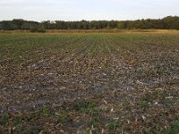 Field with stubbles of corn  Field with stubbles of corn : agricultural, agriculture, arable land, corn, field, maize, stubble, stubbles, farm land, autumn, fall, landscape, natural, nature, no people, nobody, non-urban landscape, outdoor, outdoors, outside, plant, plants, rural, rural landscape, summer, summertime