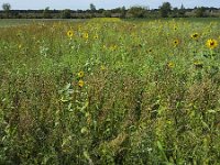 Strip of flowers along arable land  Strip of flowers along arable land : agricultural, agriculture, arable land, autumn, durability, durable, environment, environmental, fall, flower, flowers, natural, nature, no people, nobody, outdoor, outdoors, outside, plant, plants, strip, summer, summertime, landscape, rural, rural landscape, non-urban landscape, buffer strip, buffer strips