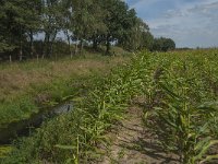 NL, Noord-Brabant, Asten, Eeuwelsche Loop 4, Saxifraga-Marijke Verhagen