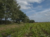 NL, Noord-Brabant, Asten, Eeuwelsche Loop 5, Saxifraga-Marijke Verhagen