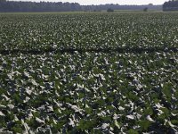 NL, Noord-Brabant, Woensdrecht 6, Saxifraga-Roel Meijer  Broccoli growing in the open air : agricultural, agriculture, field, food, green, horticultural, horticulture, many, parcel, row, rows, vegetable, vegetables, broccoli