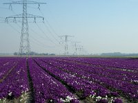 NL, Noord-Brabant, Wouw, Moerstraten 1, Saxifraga-Jan van der Straaten