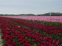 NL, Noord-Holland, Texel, Den Hoorn 2, Saxifraga-Willem van Kruijsbergen