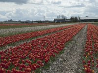 NL, Zuid-Holland, Teylingen, Voorhout 10, Saxifraga-Willem van Kruijsbergen