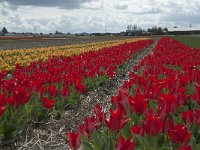 NL, Zuid-Holland, Teylingen, Voorhout 12, Saxifraga-Willem van Kruijsbergen