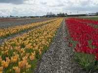 NL, Zuid-Holland, Teylingen, Voorhout 14, Saxifraga-Willem van Kruijsbergen