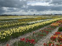 NL, Zuid-Holland, Teylingen, Voorhout 25 Saxifraga-Willem van Kruijsbergen