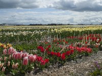 NL, Zuid-Holland, Teylingen, Voorhout 6, Saxifraga-Willem van Kruijsbergen