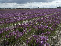 NL, Zuid-Holland, Teylingen, Voorhout 9, Saxifraga-Willem van Kruijsbergen