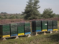 Wooden beehives in heathland in Sallandse Heuvelrug National Park, Overijssel, Netherlands  Wooden beehives in heathland in Sallandse Heuvelrug National Park, Overijssel, Netherlands : beauty in nature, beehive, heathland, national park, nature reserve, NP, Sallandse Heuvelrug, summertime, Dutch, Europe, European, heather, honeybee, insect, Netherlands, Overijssel, 8, eight