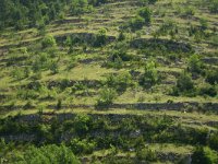 F, Lozere, Gorge du Tarn 1, Saxifraga-Dirk Hilbers