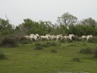 F, Bouches-du-Rhone, Arles, Domaine de la Pallisade 24, Saxifraga-Willem van Kruijsbergen