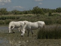 F, Bouches-du-Rhone, Arles, Marais de Vigueirat 16, Saxifraga-Marijke Verhagen