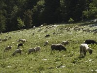 F, Isere, Gresse-en-Vercors 2, Saxifraga-Jan van der Straaten