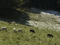 F, Isere, Gresse-en-Vercors 4, Saxifraga-Jan van der Straaten