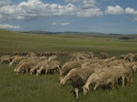 F, Lozere, Les Vignes 21, Saxifraga-Marijke Verhagen