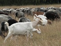 D, Niedersachsen, Schneverdingen, Pietzmoor 21, Saxifraga-Jan van der Straaten