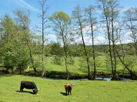 D, Rheinland-Pfalz, Daun, Eisenschmitt, Salm near Kloster Himmerod 2, Saxifraga-Tom Heijnen