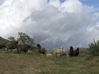 GR, Crete, Rethimnon, Agios Vasilios 3, Saxifraga-Jan van der Straaten